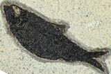 Multiple Fossil Fish (Knightia) Plate - Wyoming #292381-1